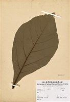 藏品(柚木)的圖片